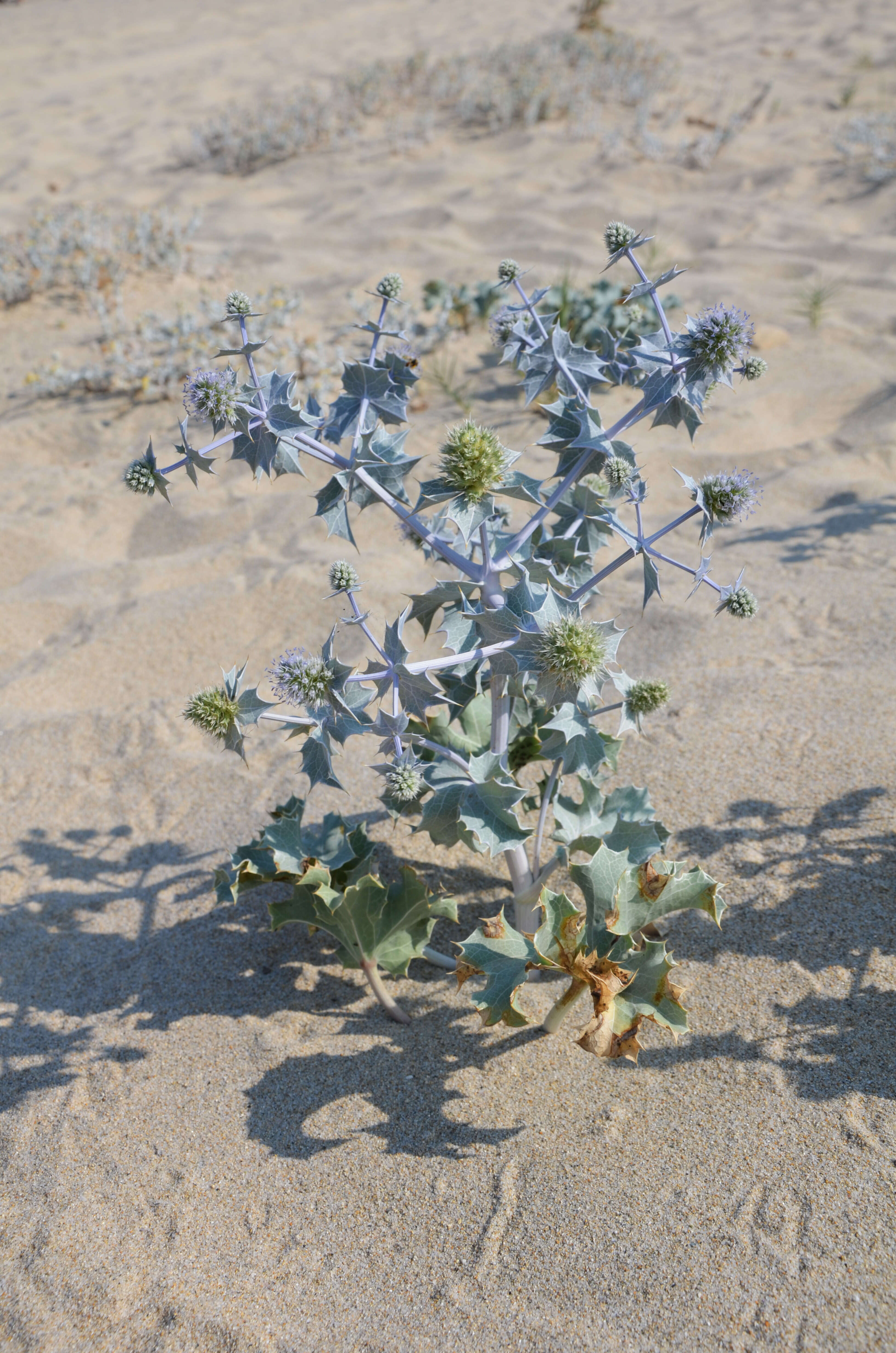 Eryngium maritimum L. resmi