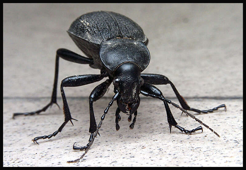 Image of Carabus (Procrustes) coriaceus Linnaeus 1758