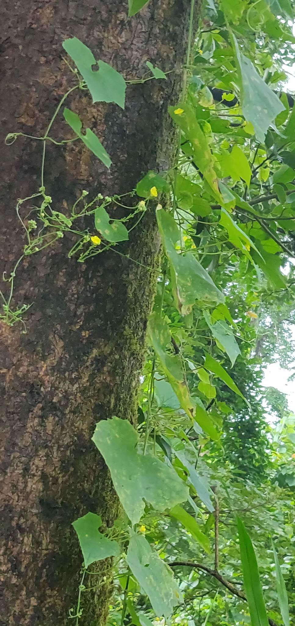 Image of sinkwa towelsponge