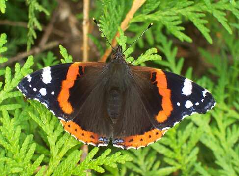 Image of Red Admiral