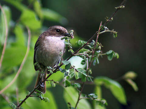 Image of Grey Bush Chat