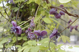 Image of chocolate vine