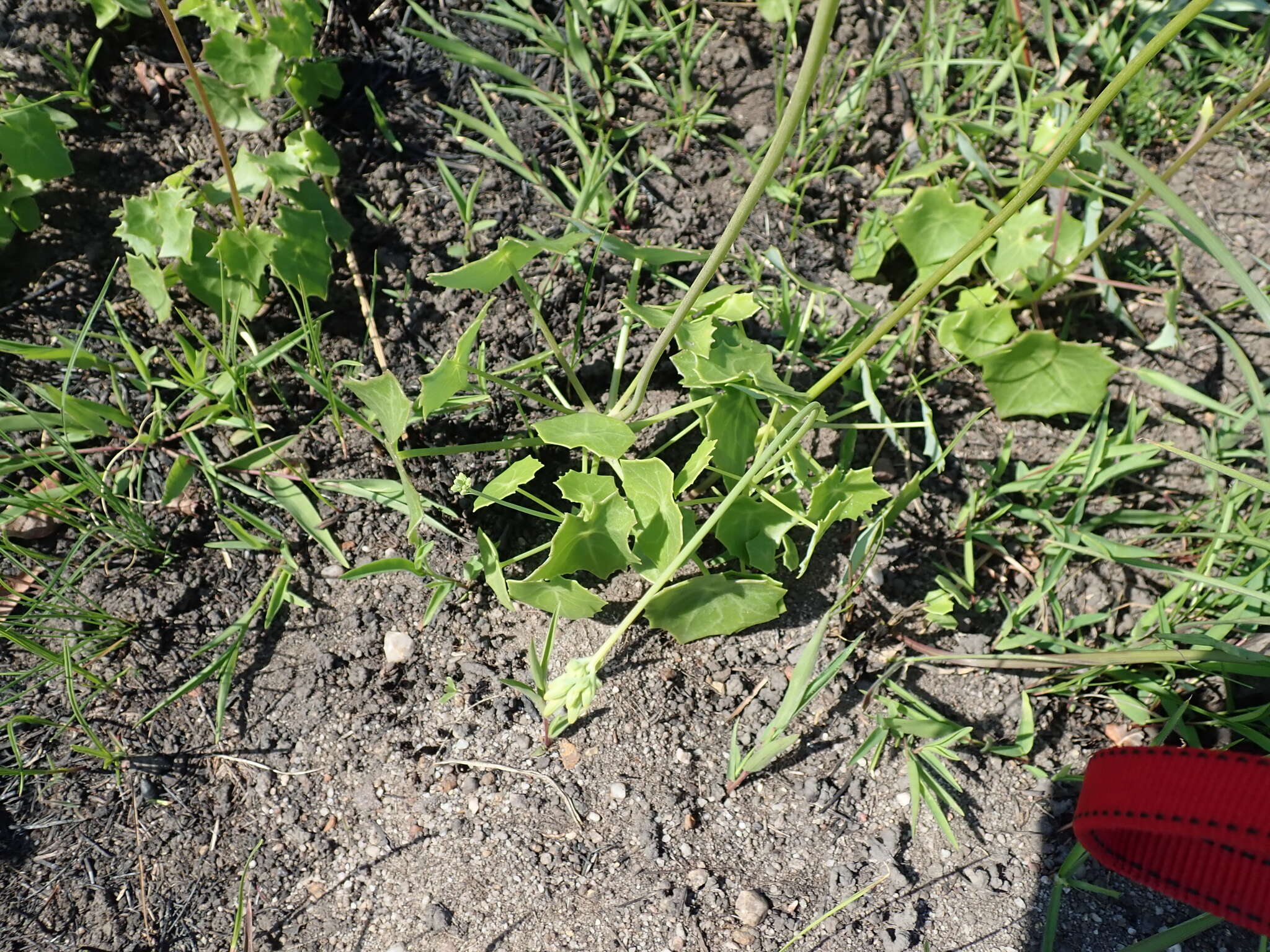 Plancia ëd Senecio oxyriifolius subsp. oxyriifolius