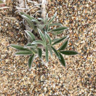 Image of Tidestrom's lupine