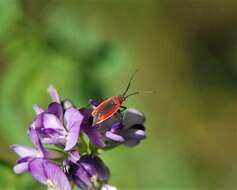 Sivun Lopidea instabilis (Reuter 1909) kuva