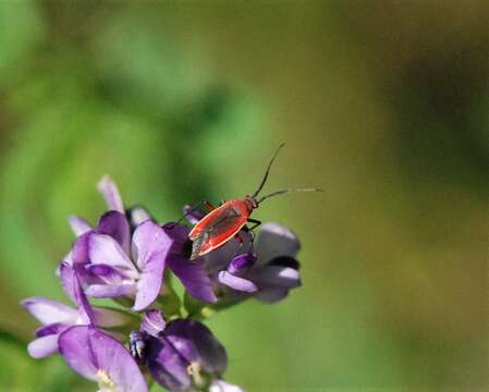 Lopidea instabilis (Reuter 1909)的圖片