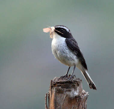 Image of Grey Bush Chat