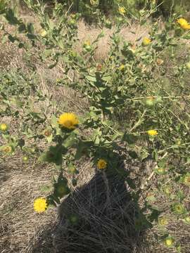 Image de Grindelia adenodonta (Steyerm.) G. L. Nesom