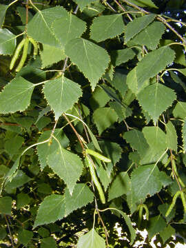 Image of Common Birch