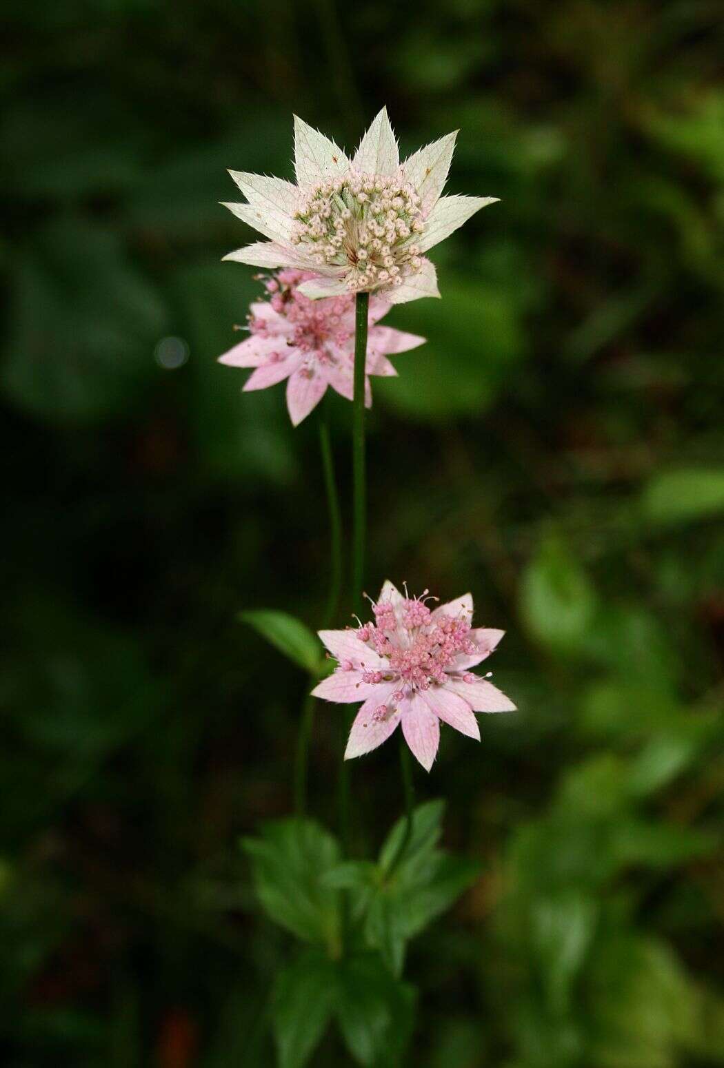 Imagem de Astrantia maxima Pall.