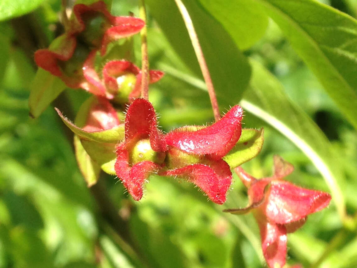 Imagem de Lonicera involucrata (Richards.) Banks ex Spreng.