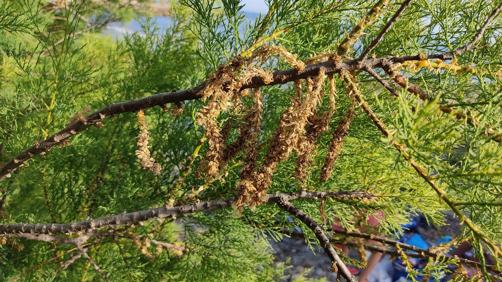 Image of Tamarix boveana Bunge