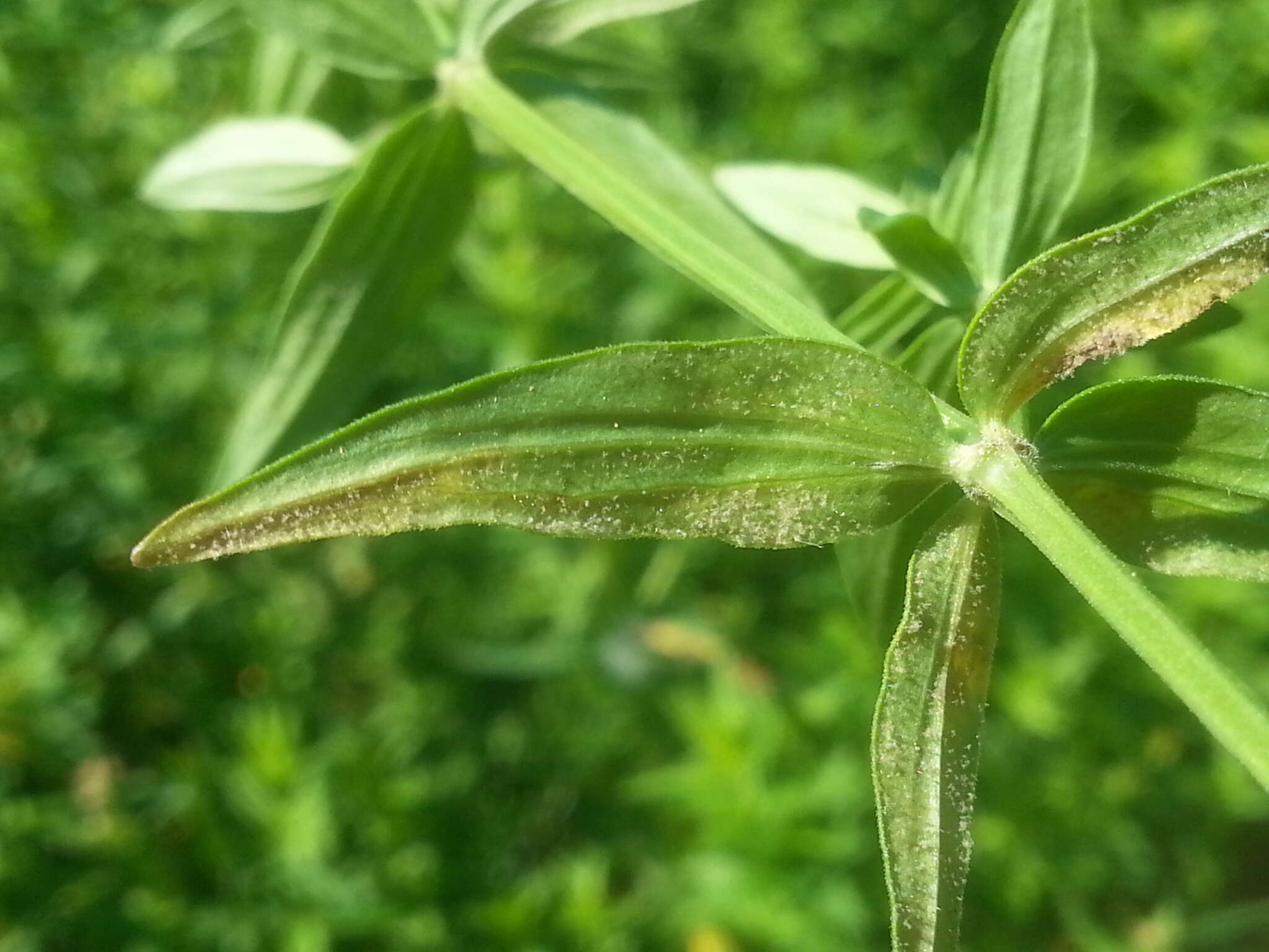 Image of Peronospora galii