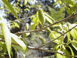 Image of Fragrant Wintersweet