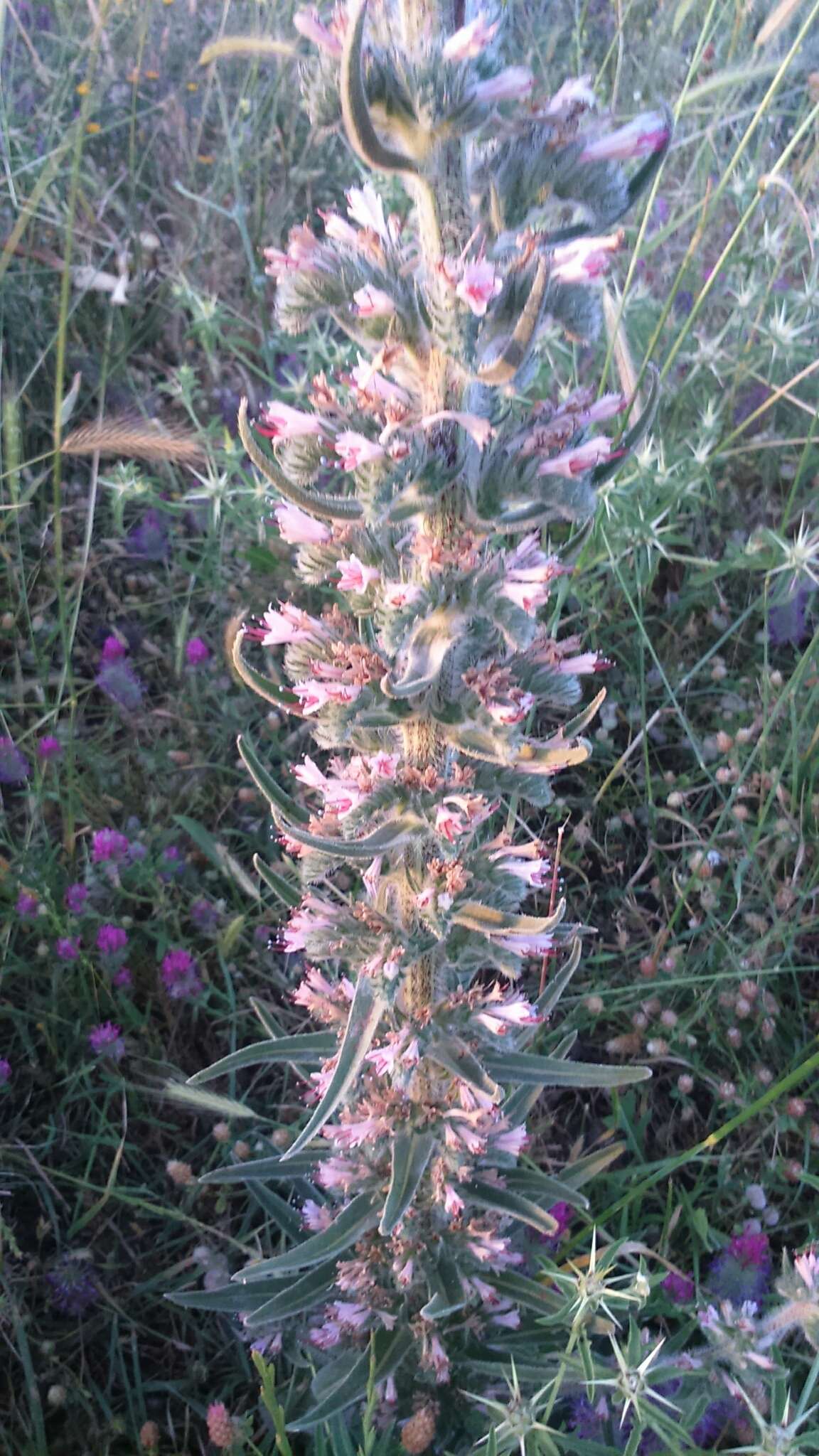 Echium glomeratum Poir.的圖片