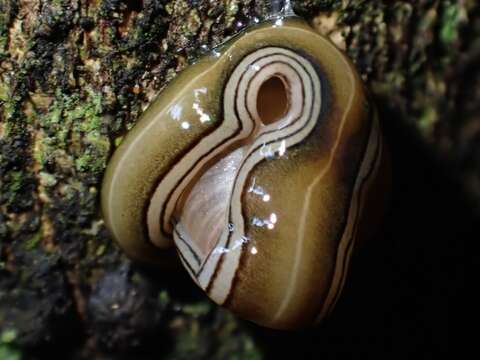 Image of Australopacifica scaphoidea (Steel 1900)