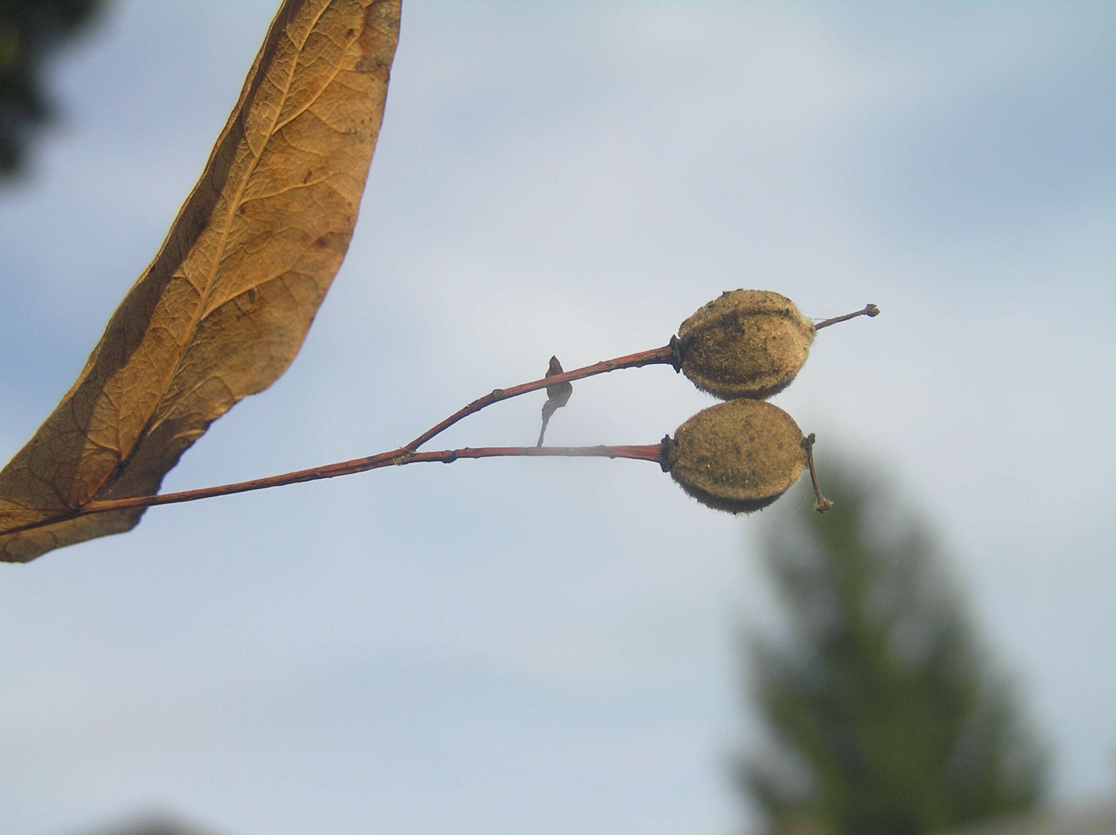 Image of Large-leaved Lime