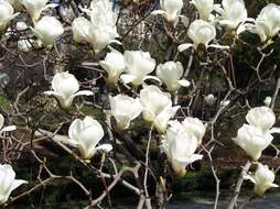 Image of Lily Tree