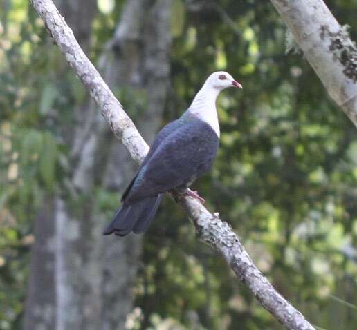 Image of White-headed Pigeon