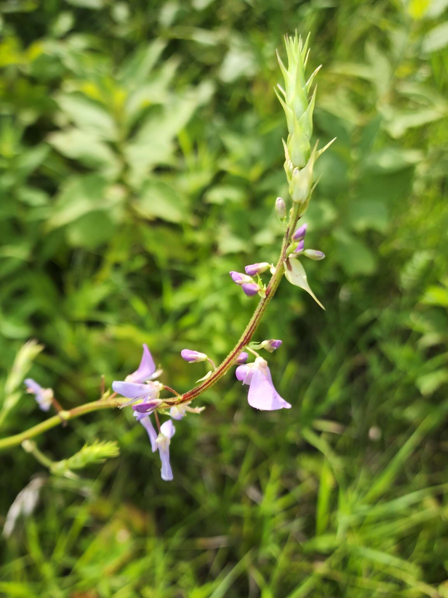 Image of largebract ticktrefoil