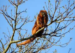 Image of Brown Howler Monkey