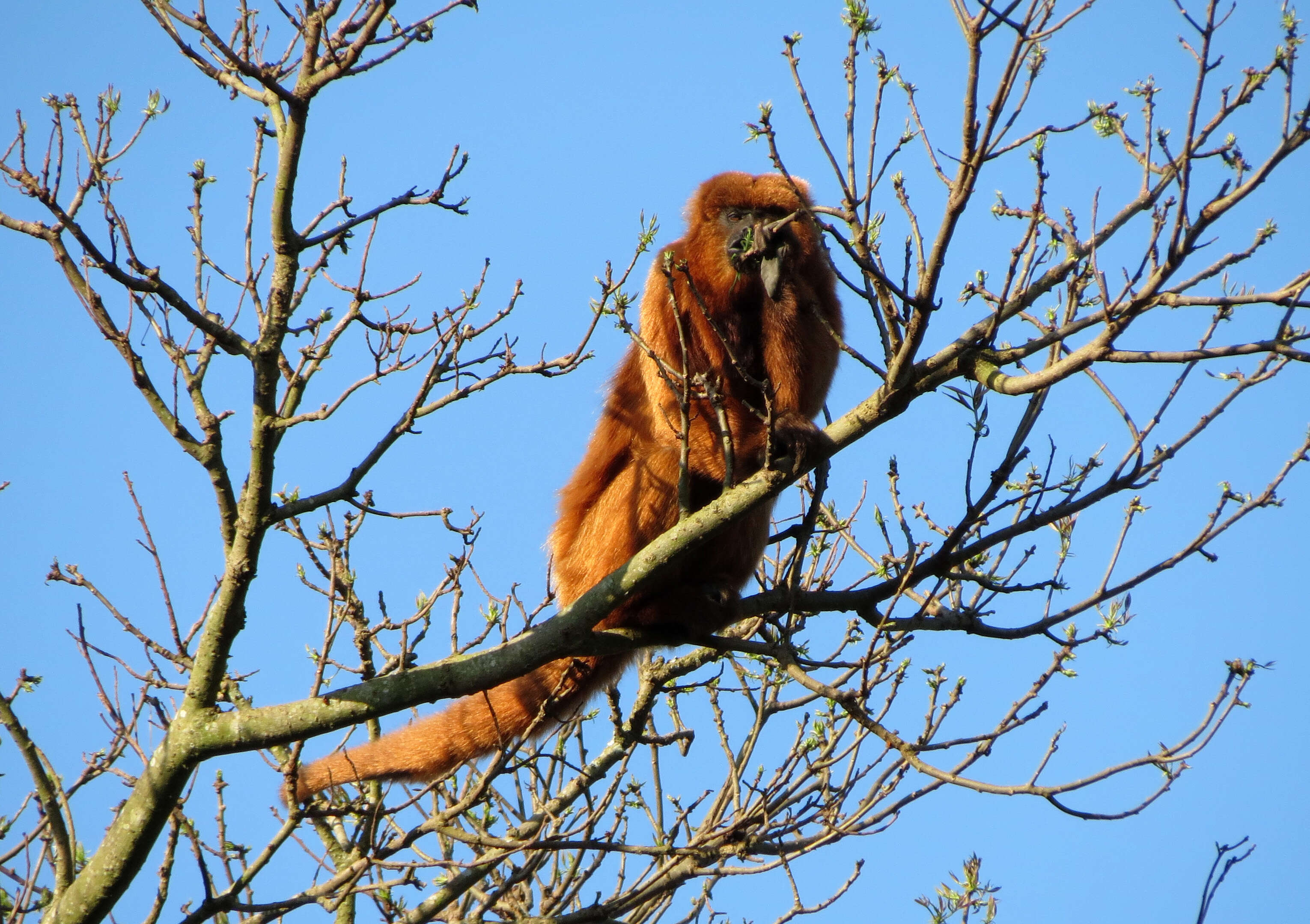 Image of Brown Howler Monkey