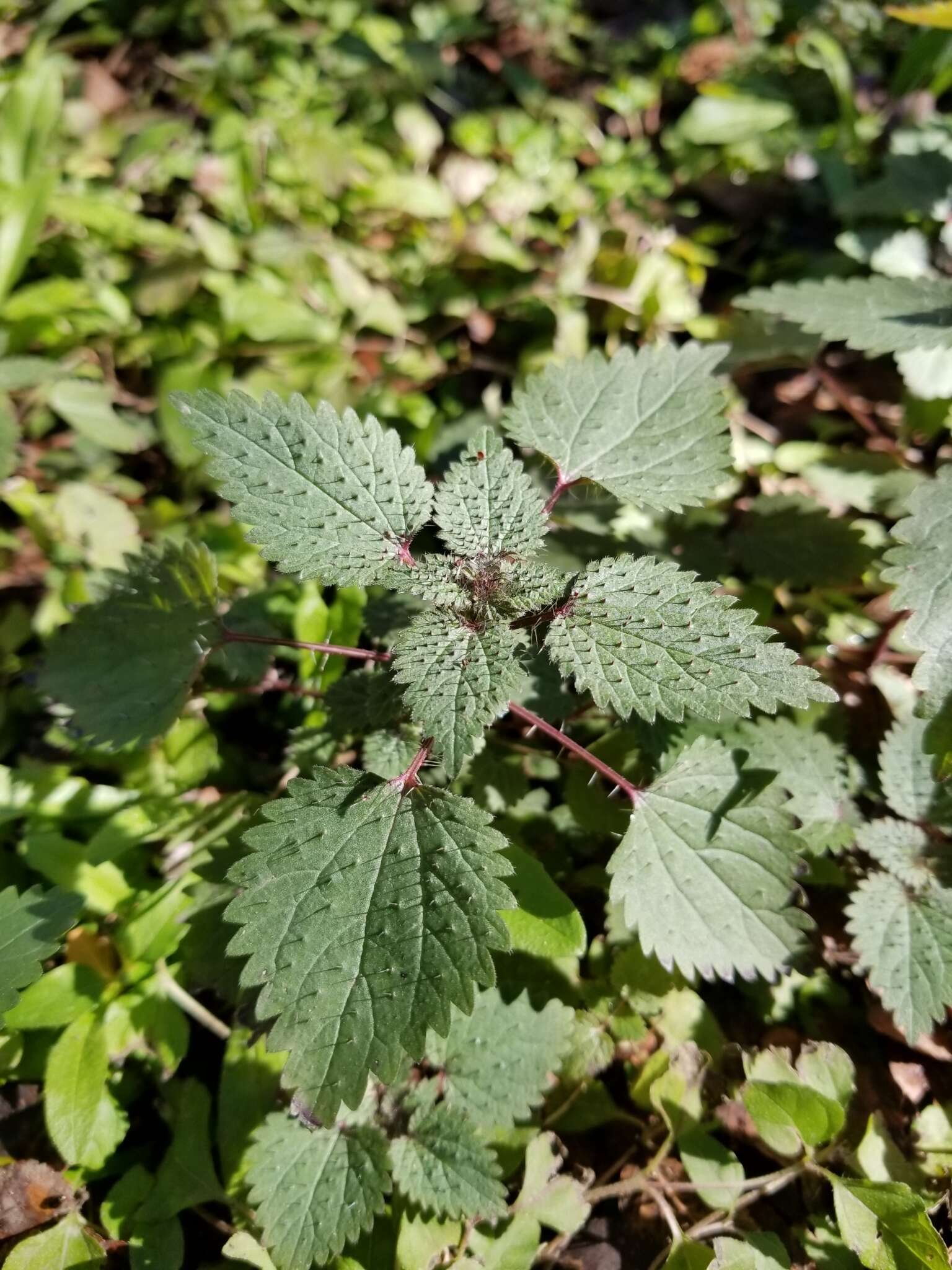 Image of heartleaf nettle