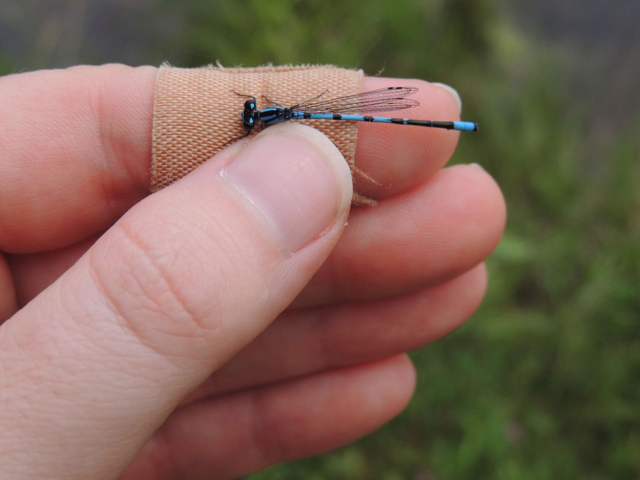 Image of Marsh Bluet