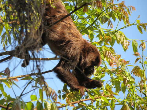 Image of Brown Howler Monkey