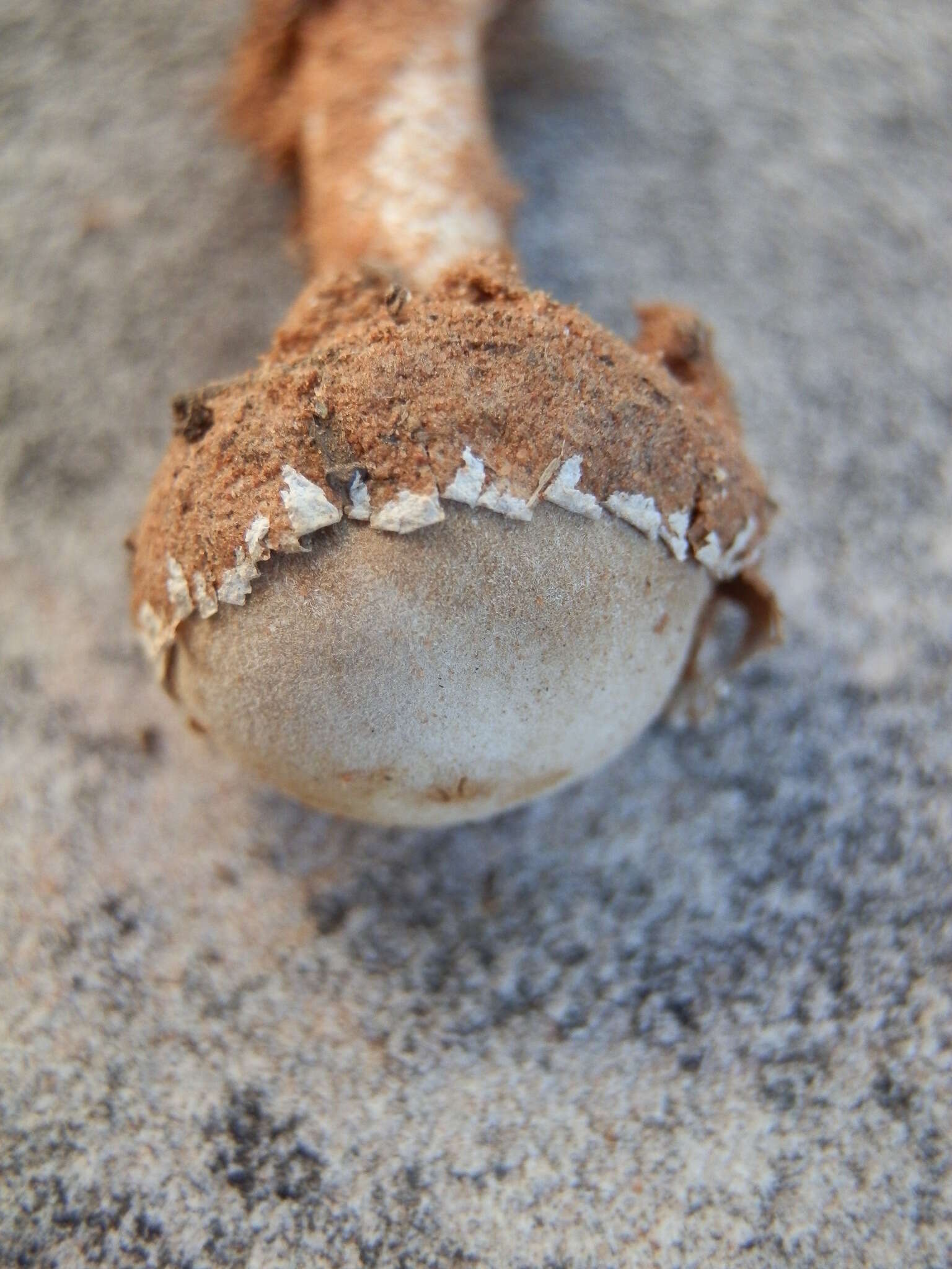 Image of Tulostoma pulchellum Sacc. 1890