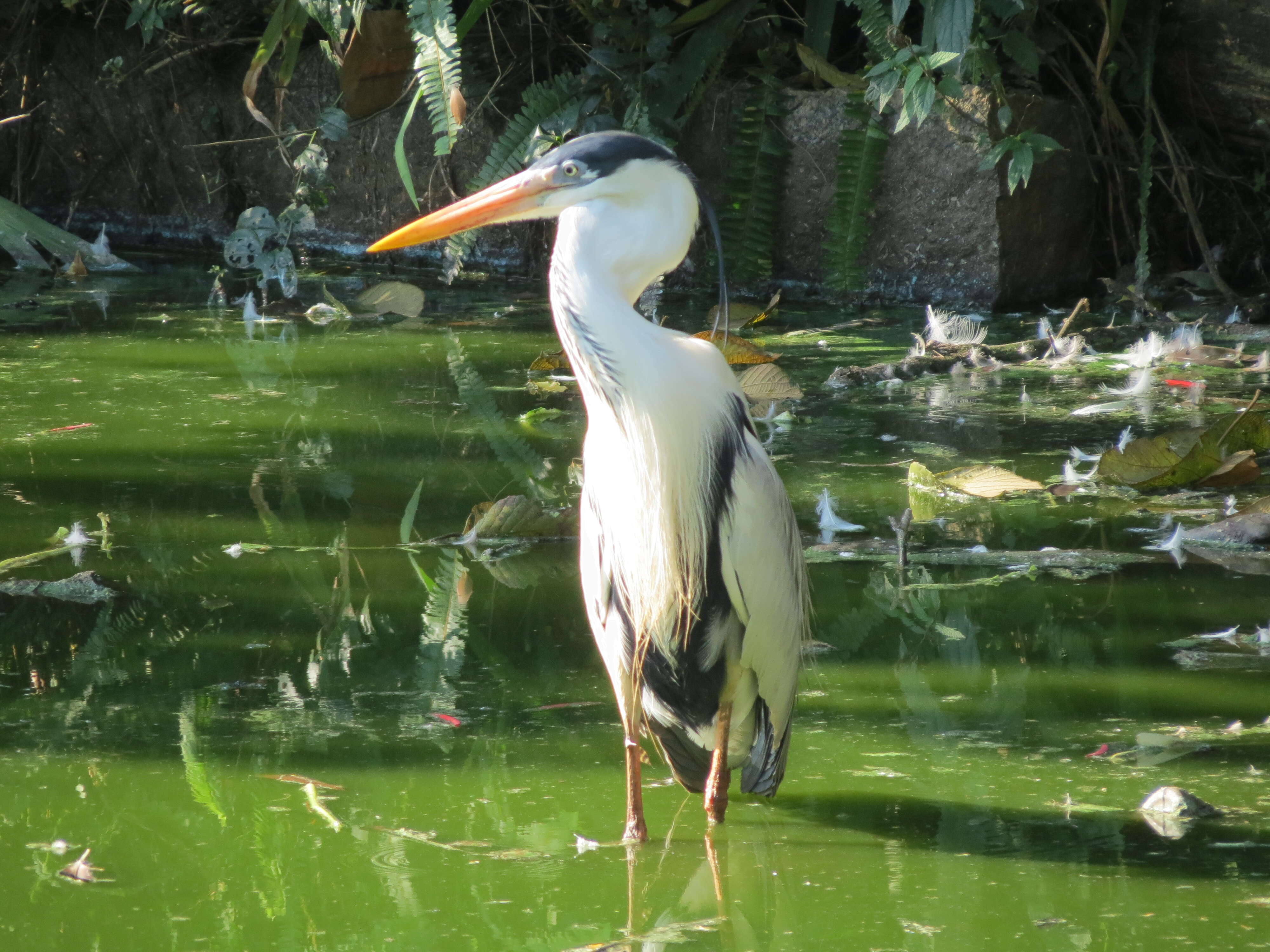 Image of Cocoi Heron