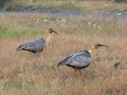 Image of Black-faced Ibis