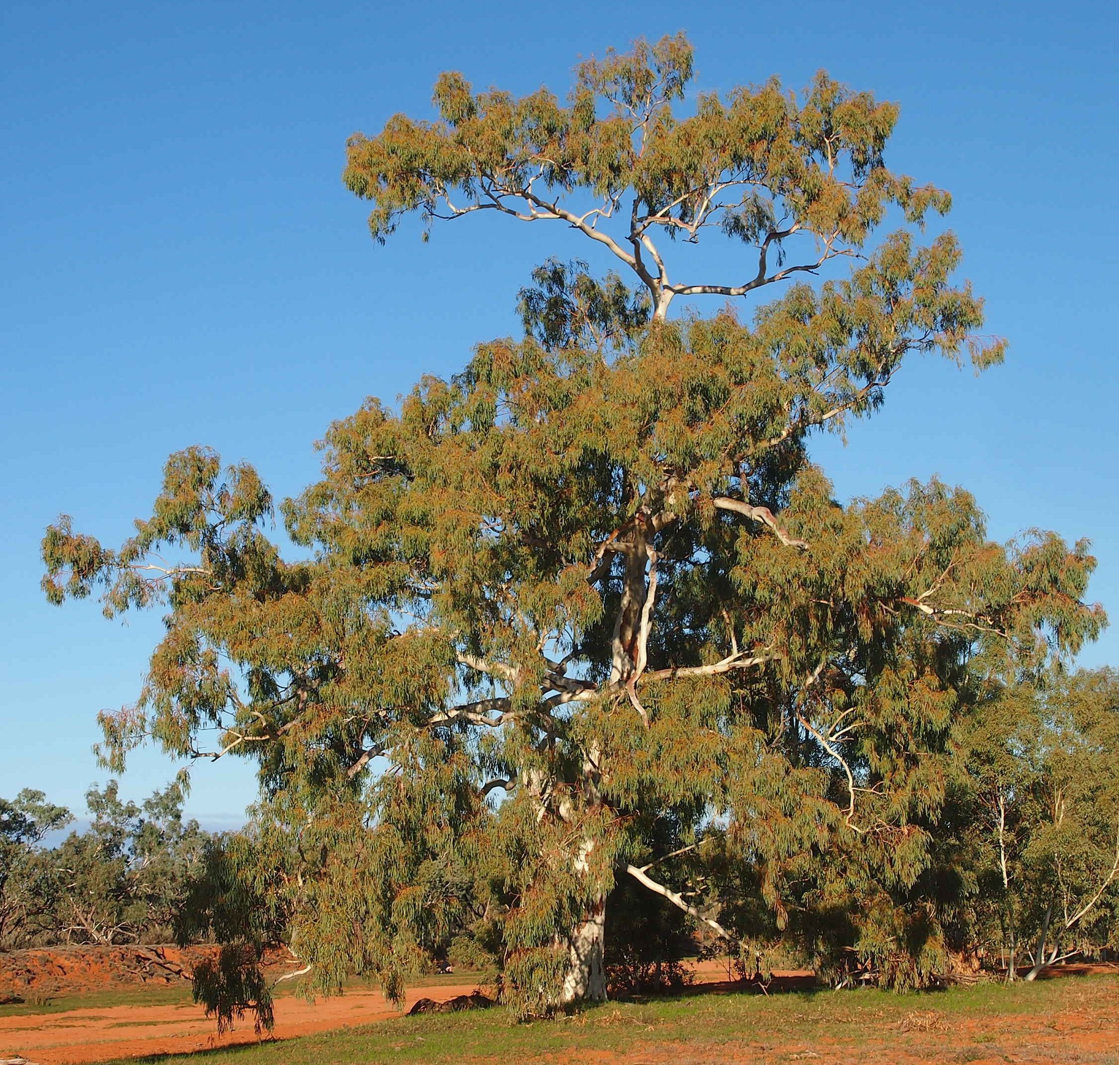 Eucalyptus camaldulensis (rights holder: Mark Marathon)