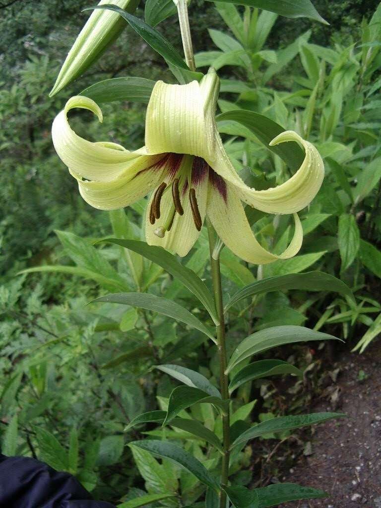 Image of Lilium nepalense D. Don