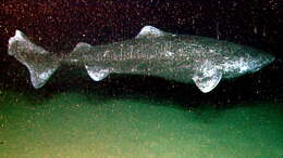 Image of sleeper shark