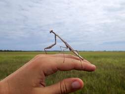 Image of Stagmomantis floridensis Davis 1919