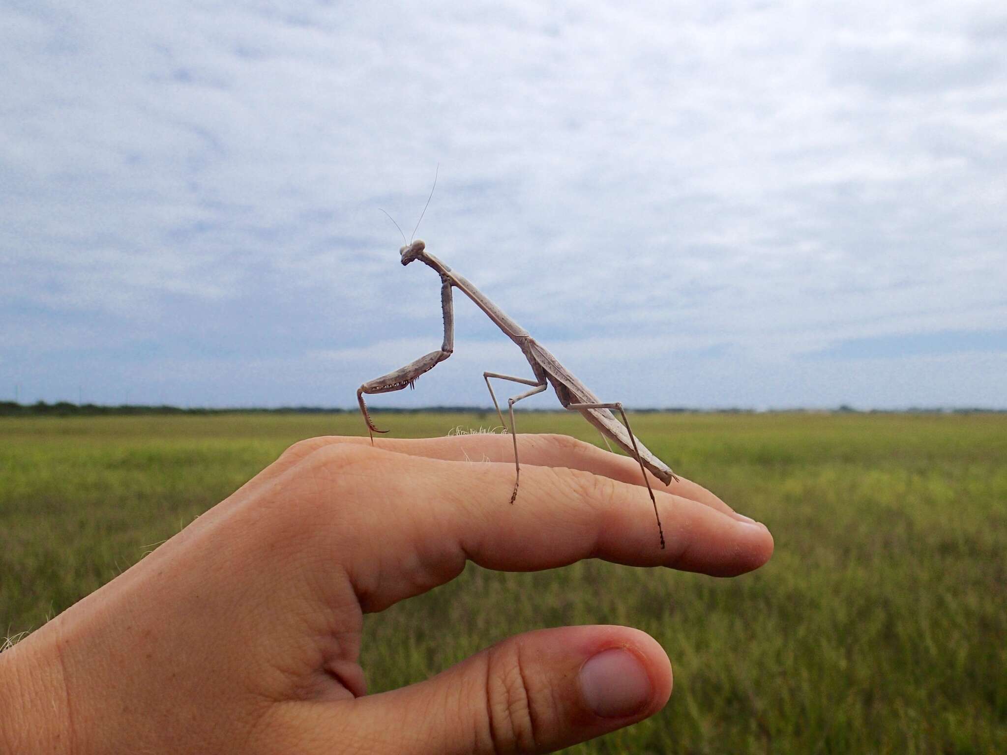 Image of Stagmomantis floridensis Davis 1919