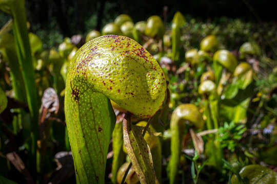 Image of California pitcherplant