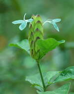 Imagem de Crossandra infundibuliformis (L.) Nees