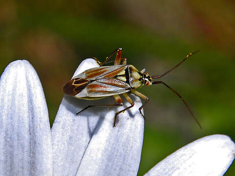 Calocoris roseomaculatus (De Geer 1773)的圖片