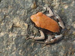 Image of Betsileo Golden Frog