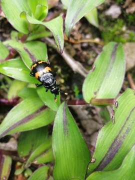 Image of Nicrophorus (Nicrophorus) mexicanus (Matthews & A. 1887)