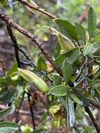 صورة Eremophila serrulata (A. DC.) Druce