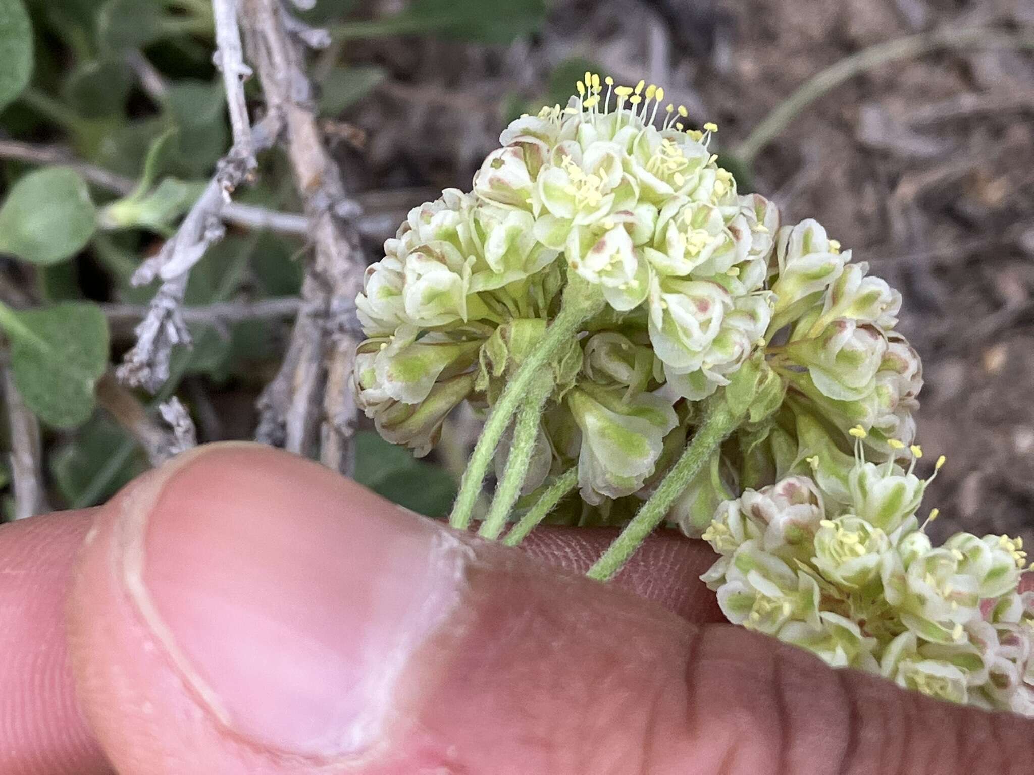 Image of sulphur-flower buckwheat