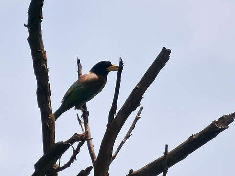 Image of Great Barbet