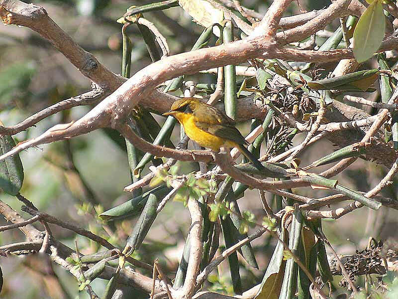 Image of Golden Bush Robin