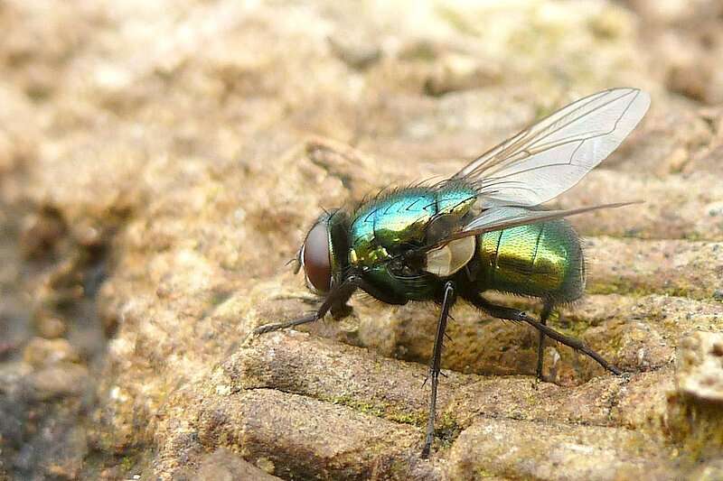 Image of Neomyia viridescens (Robineau-Desvoidy 1830)