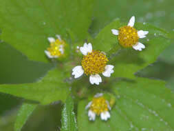 Image of shaggy soldier