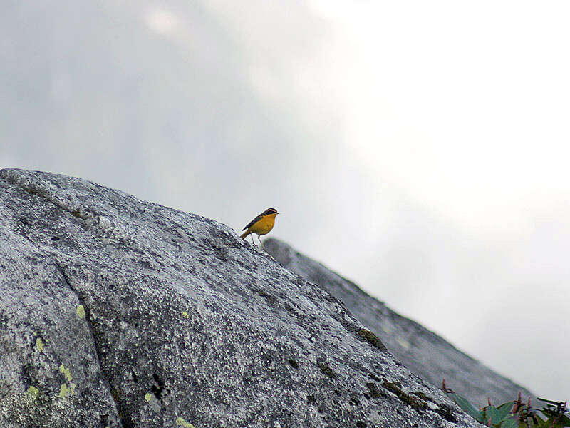 Image of Golden Bush Robin