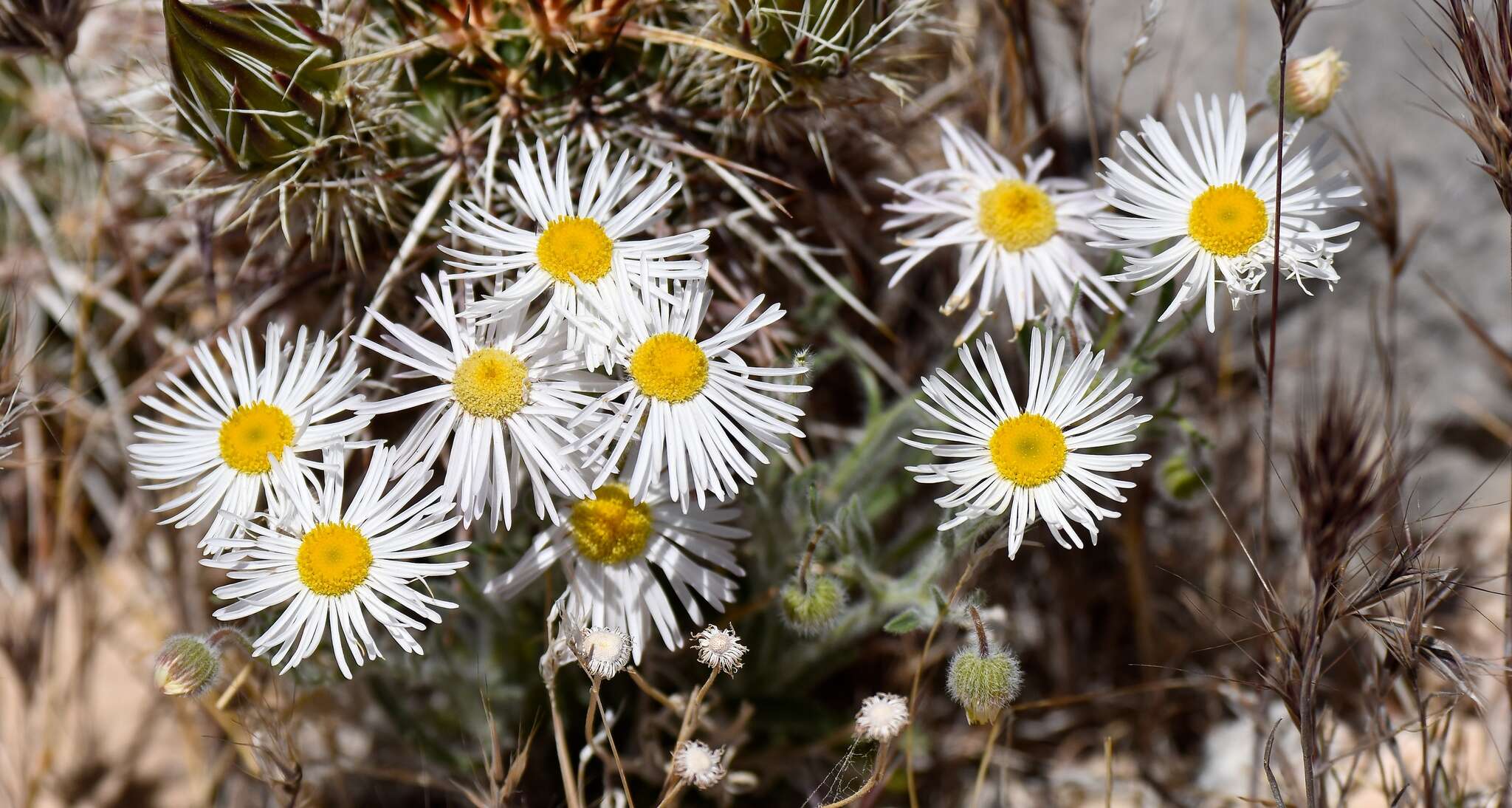 Image of Navajo fleabane